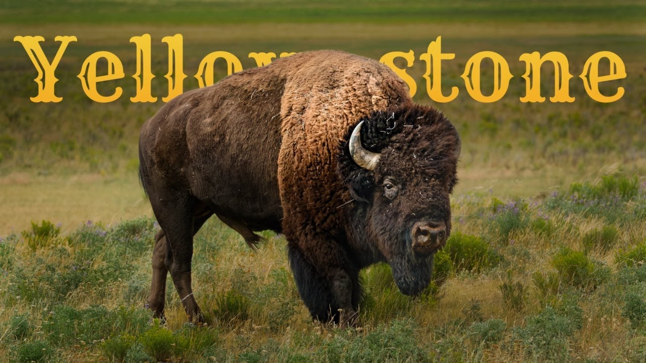 A Photography Road Trip to Yellowstone // FUJIFILM X-H2S + XF150-600mm