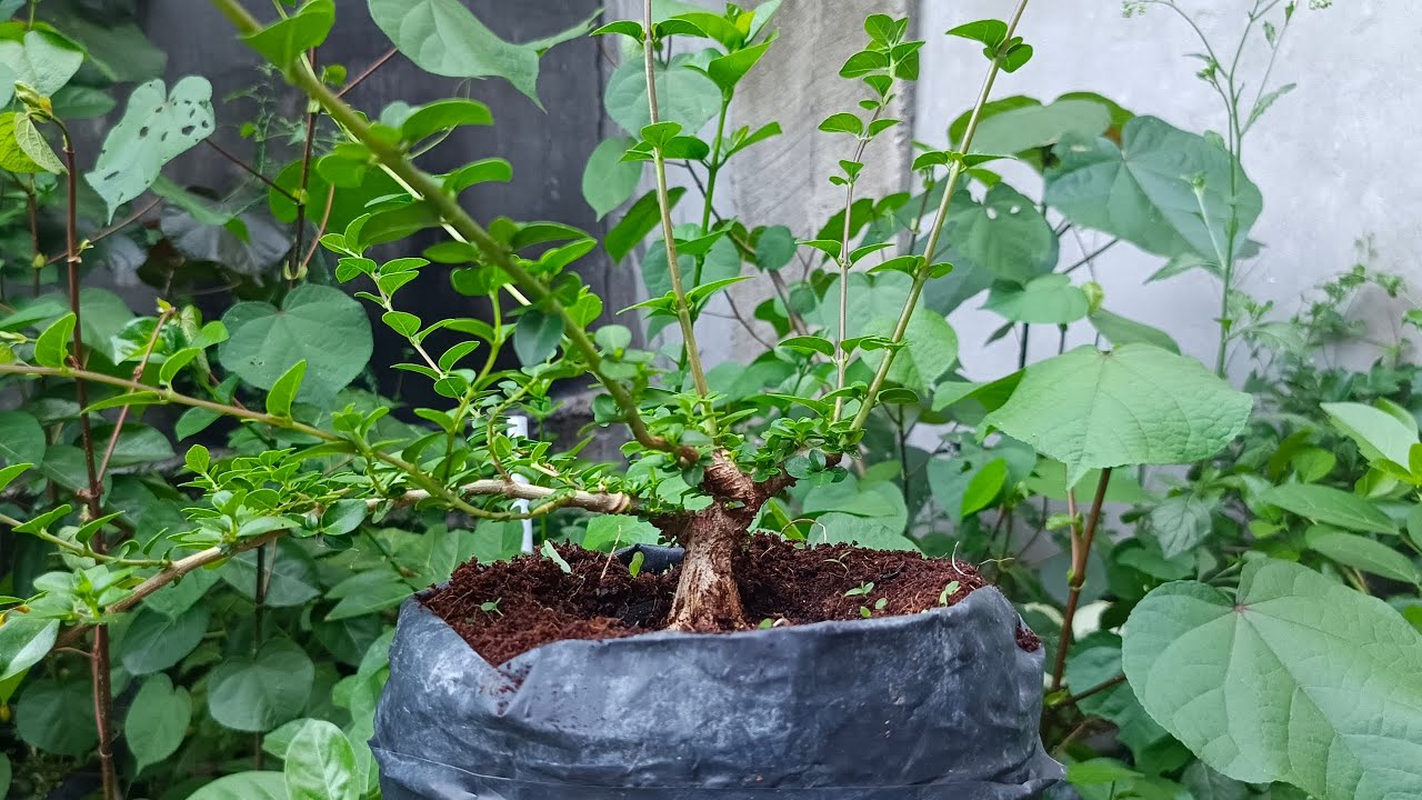 Seleksi akar dan pemilihan cabang bonsai sancang shito