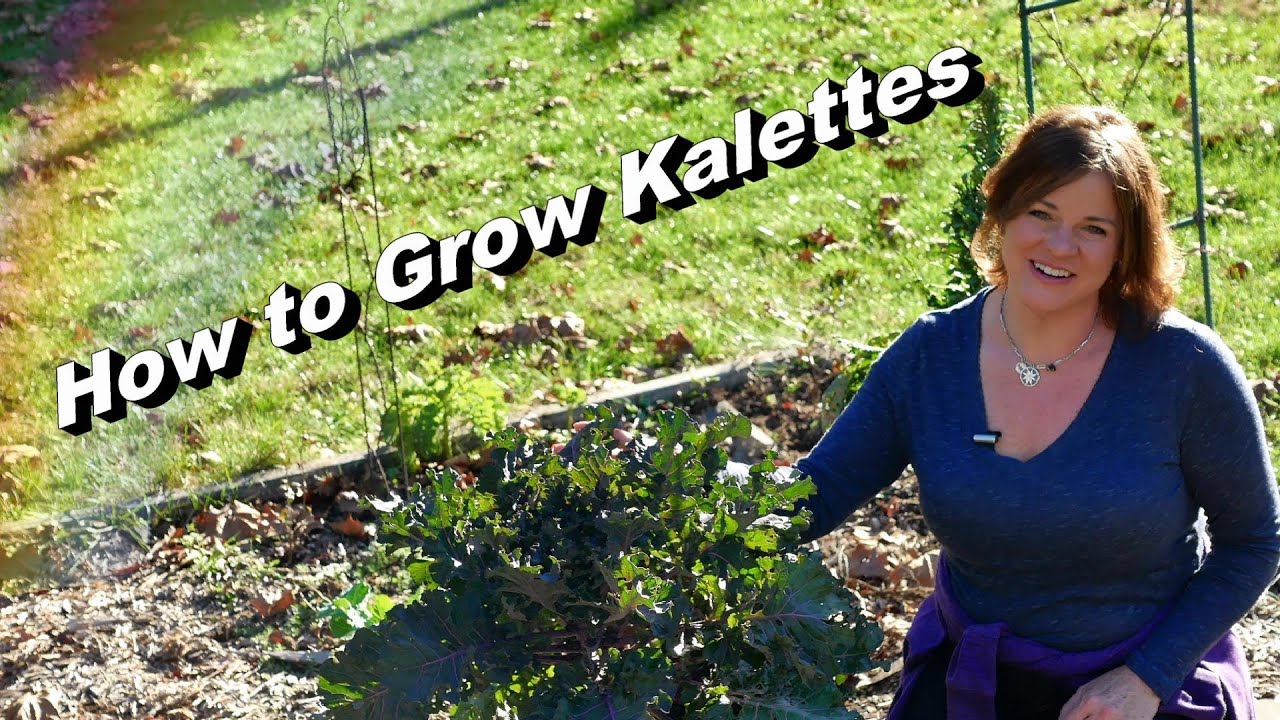 How to Grow Beautiful Kalettes! (Flower Sprouts) Seed to Table, Pecan Bourbon Glaze Recipe