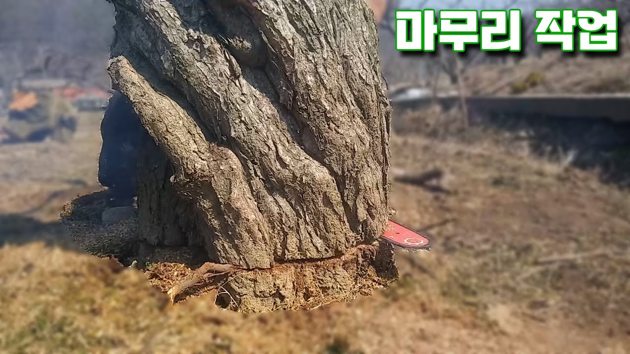 중국엔진톱 그루터기  자르기  3/3
