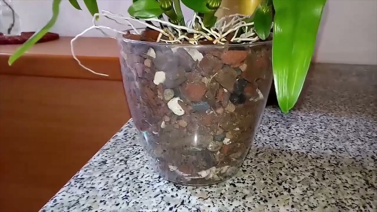 il mio dendrobium nobile: dal vecchio al nuovo vaso