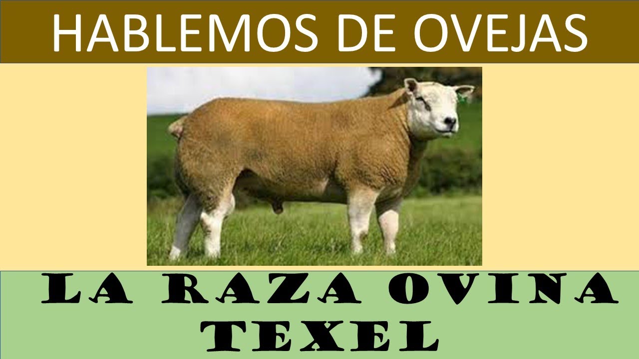 Las ovejas Texel, el secreto mejor guardado de la carne