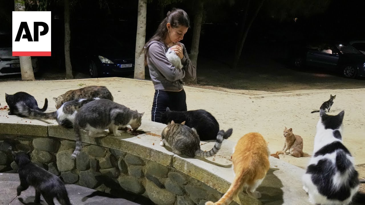 Cyprus has a cat problem: One feline for every resident
