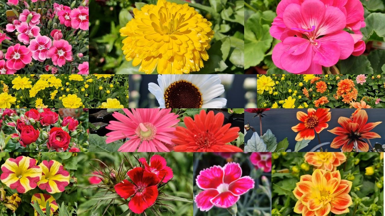 Beautiful Flowers | Stunning Flowers | Famous flowers in the world | Different Flowers