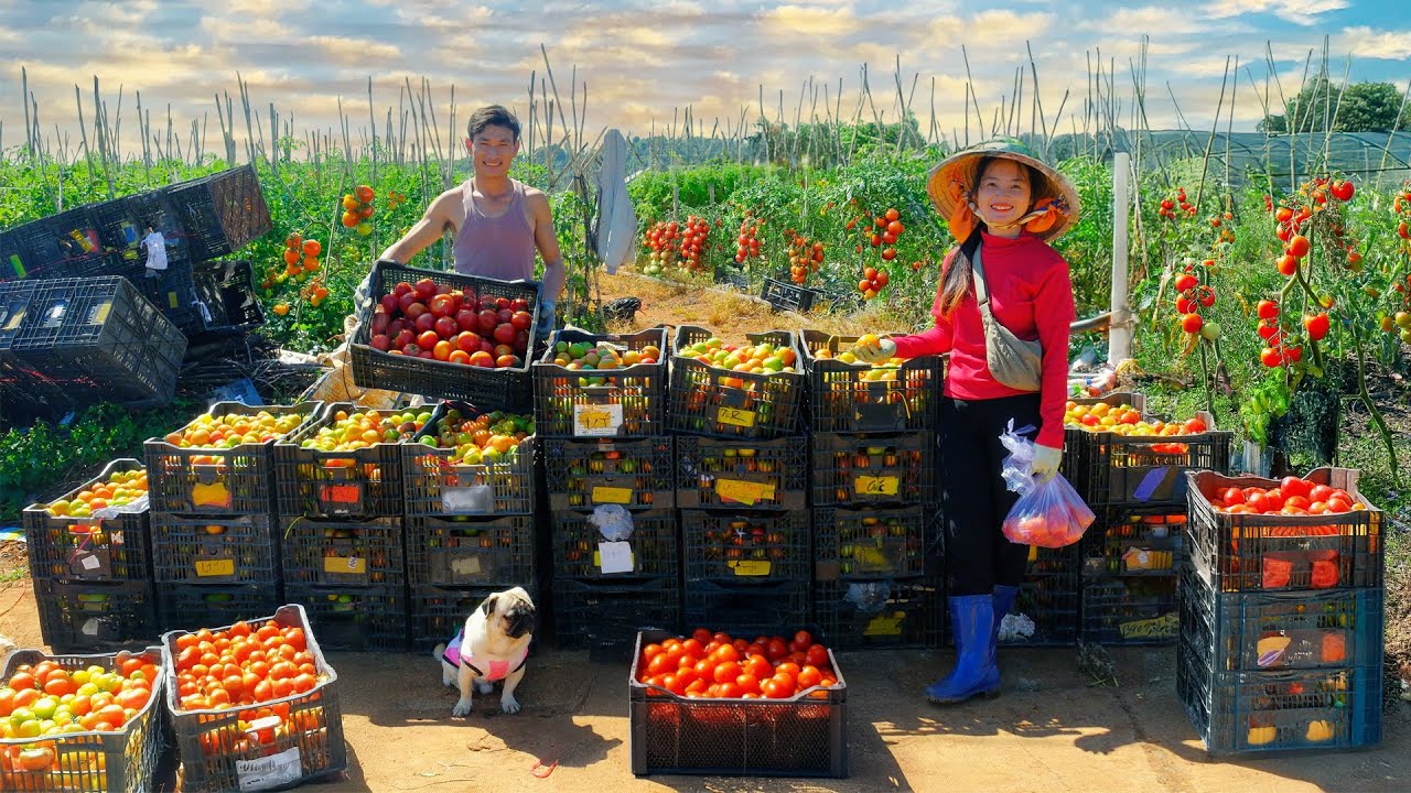 Harvest A Tomato Garden – 4,800kg With Brother – Go Fishing And Cook A Delicious Tomato Meal-Garden