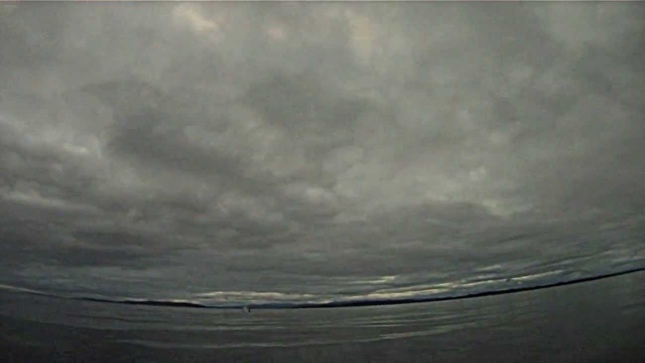 Orca in the Moray Firth with North 58° Sea Adventures