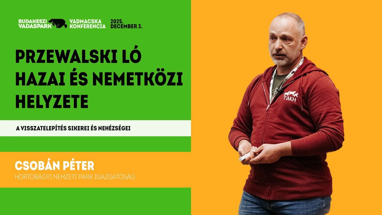 BudakesziVadaspark VadmacskaKonf 20251203 CsobanPeter 4K