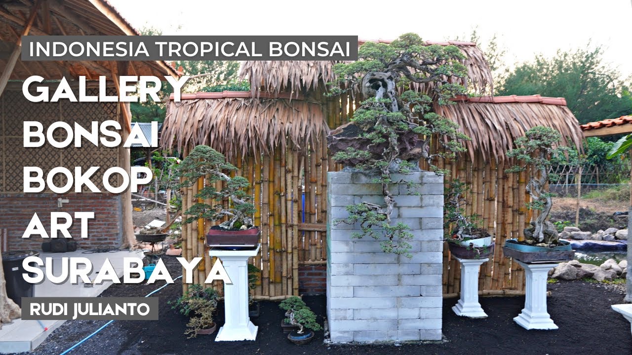 Intip isi galeri bonsai tropis indonesia di Bokop Art Surabaya milik pak Rudi Julianto