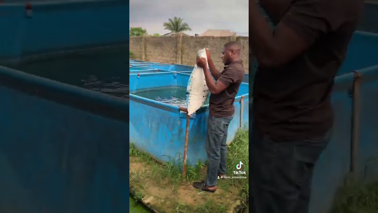 Feeding routine for catfish farm #catfishfarming #fyp