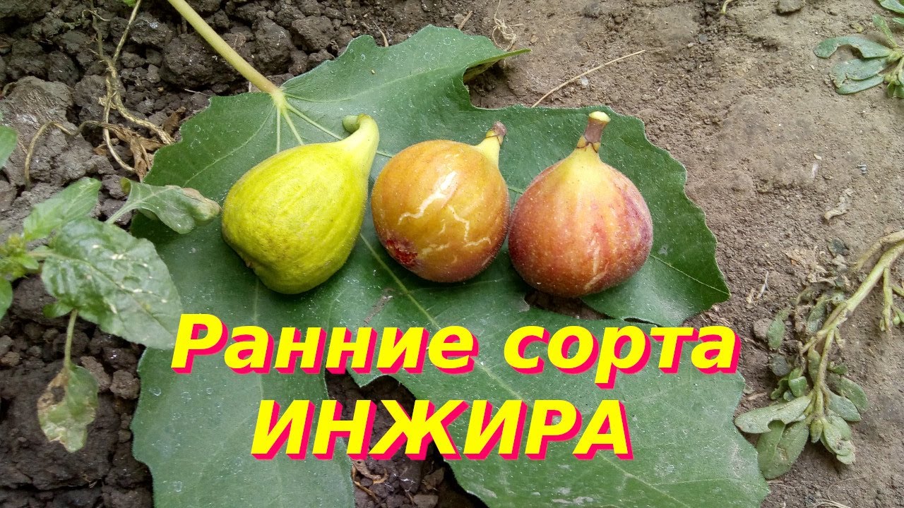 Ранние сорта инжира для Киевской области