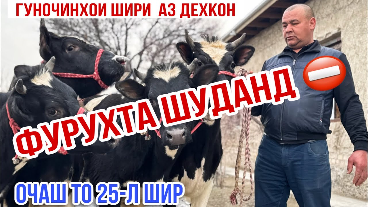 ОЧАШ ТО 25-литр ШИР ТАМЪМИН МЕКУНАД 24 февраля 2026 г.