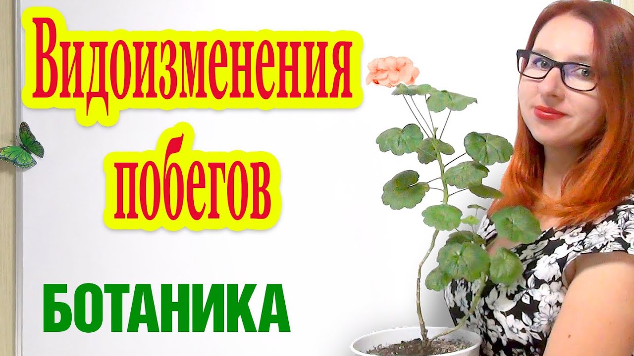 Видоизменения побегов