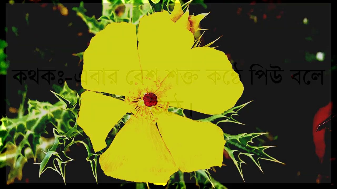 তুমি আমার শূন্যতা//পর্ব ৪//জয় নয়নিকা।A Romantic-love story।