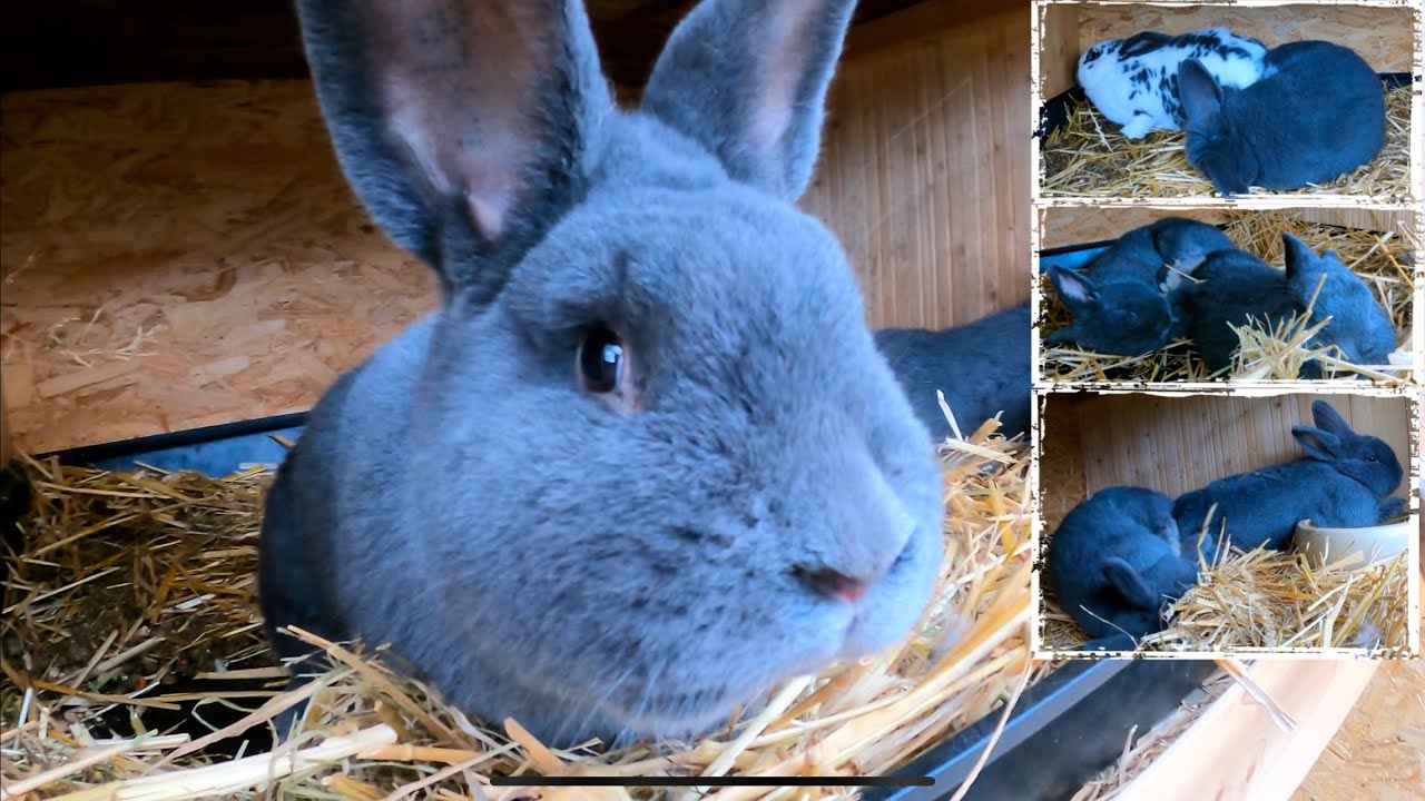 Blauer Wiener Rammler deckt 3 Kaninchen an einem Tag