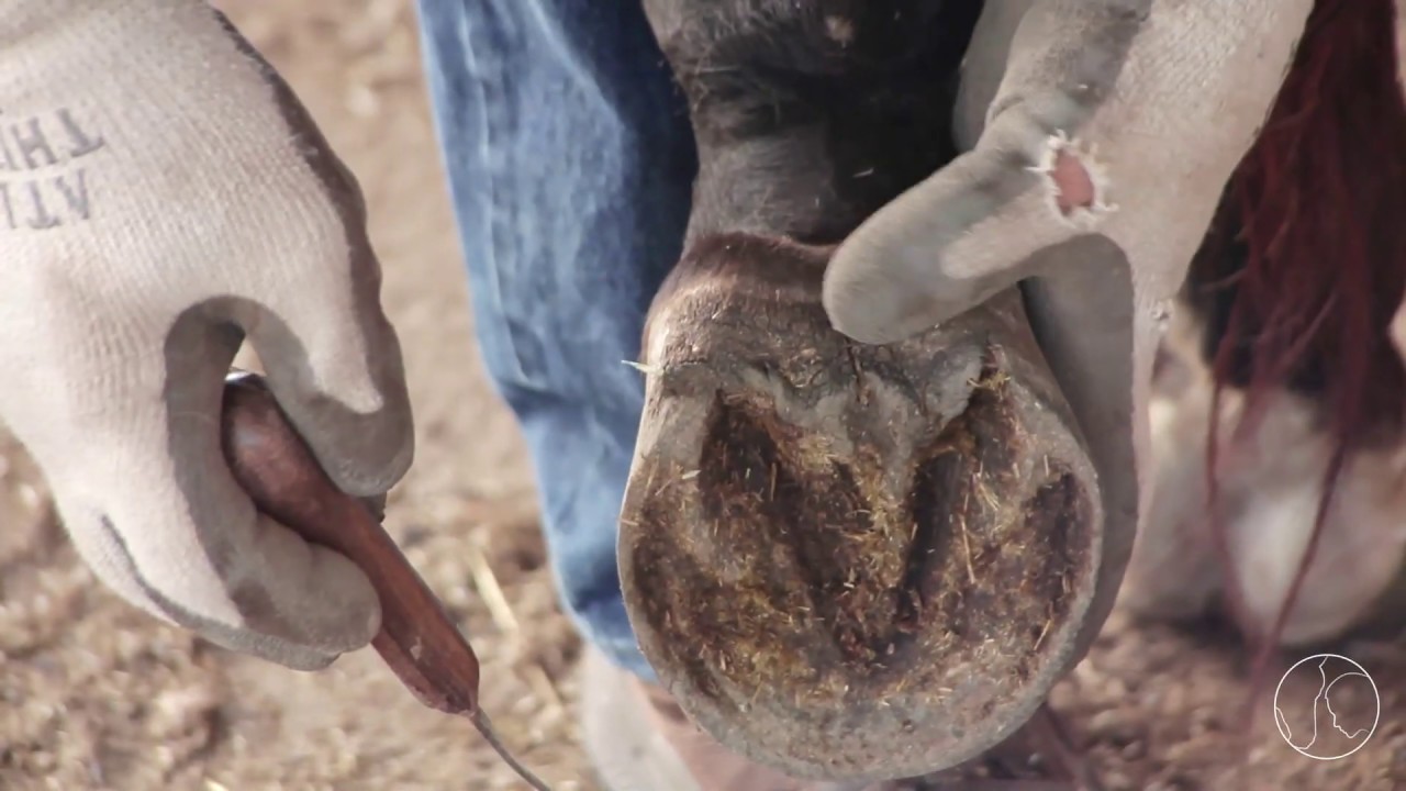 Hoof Care with Jerry Schmidt: Balanced Trimming Made Simple