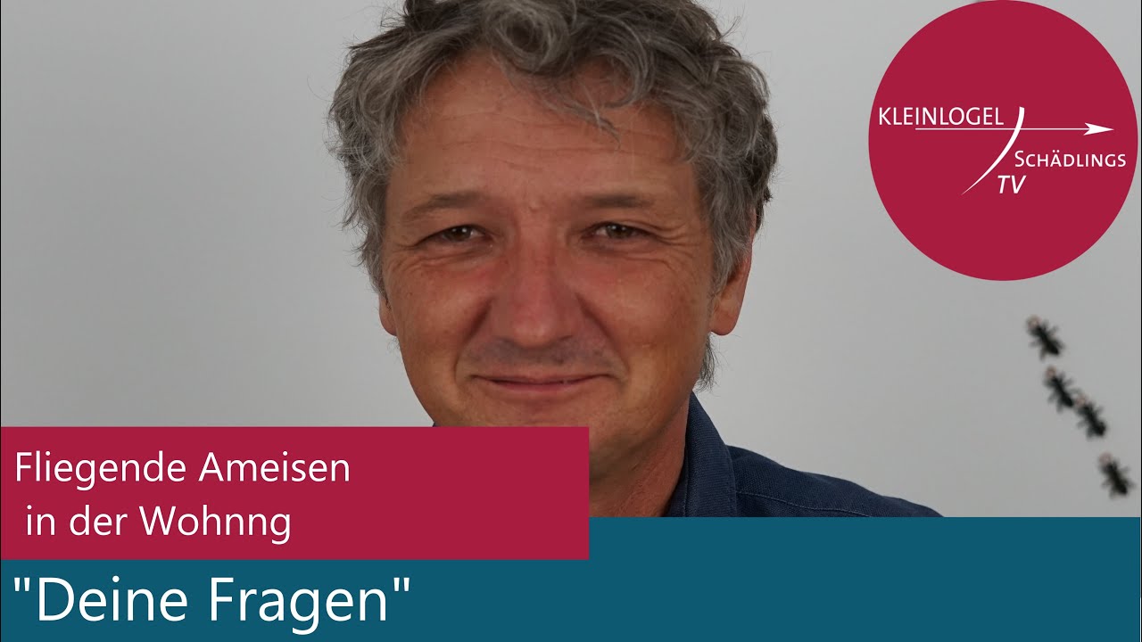 Fliegende Ameisen in der Wohnung!!! 