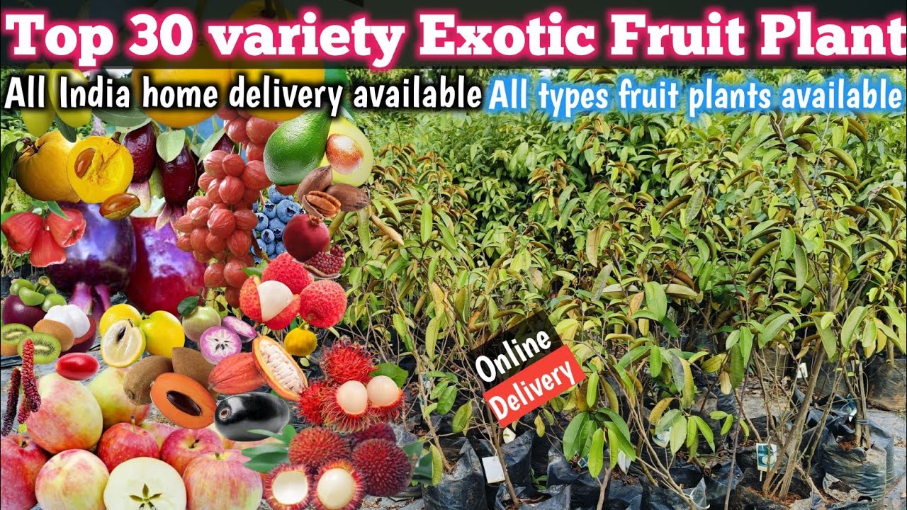 Top 30 Veriety Exotic Fruit Plant In One Video/home delivery available/WhatsApp 9062349546