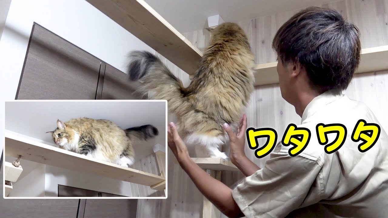 【目が離せない】ドジなちゃちゃがキャットウォークに登りだした！