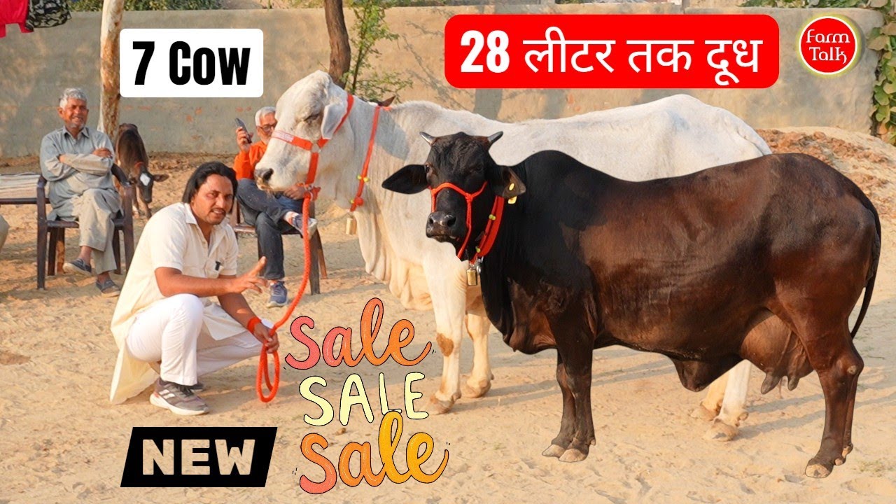 28 लीटर थारपारकर || दुर्लभ रेड सिंधी || 1 किलो घी की राठी || पहले ब्यांत साहीवाल ✨ New Year Special 