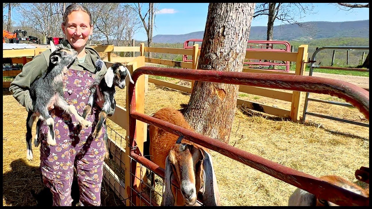 How Goat Math Works and A Major Change With Our Cows