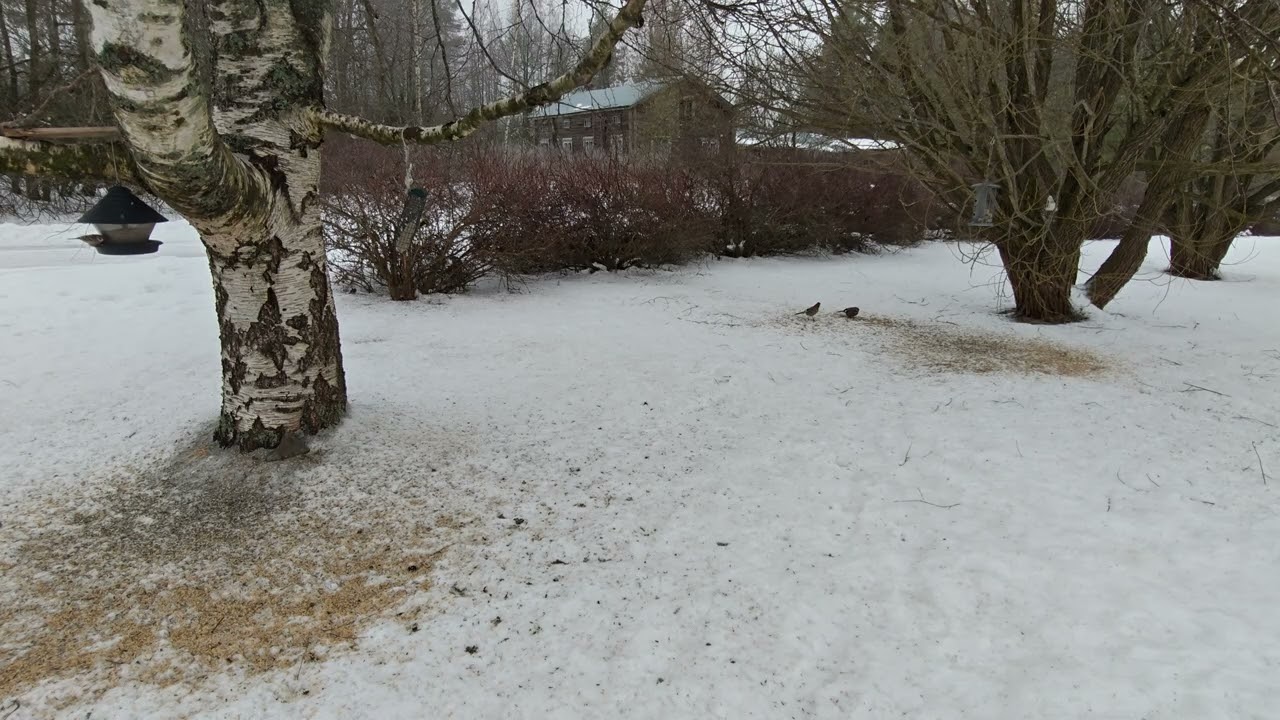 Bird feeding and singing+ surprise squirrel