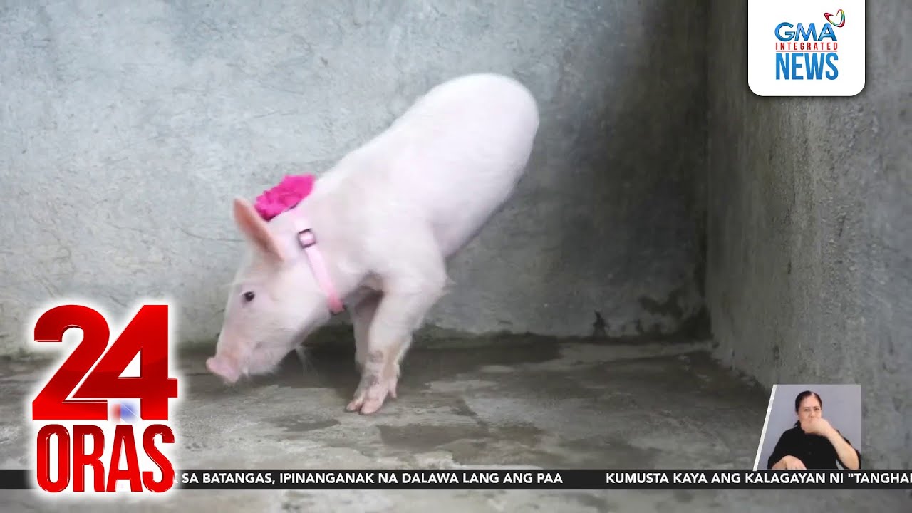 Alagang biik, ipinanganak na 2 lang ang binti at tila 2 rin ang ari | 24 Oras