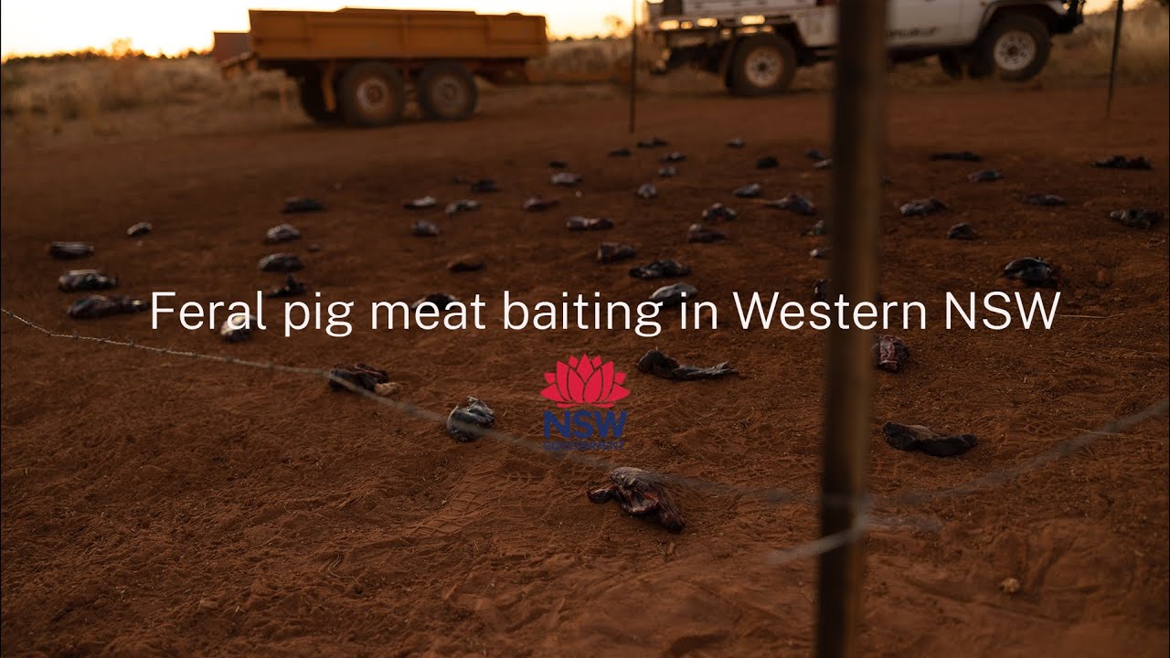 Feral pig meat baiting in Western NSW