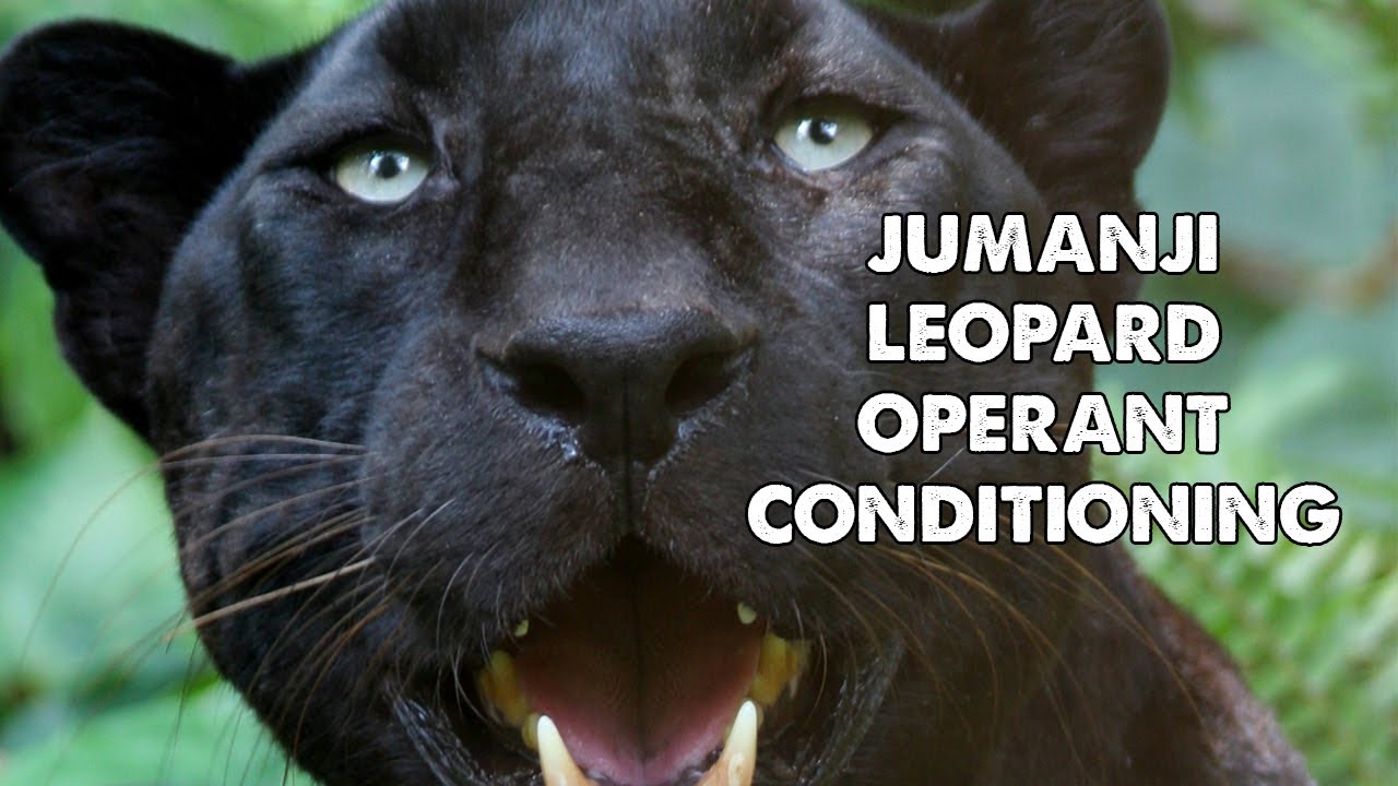 Jumanji Leopard Operant Conditioning GoPro