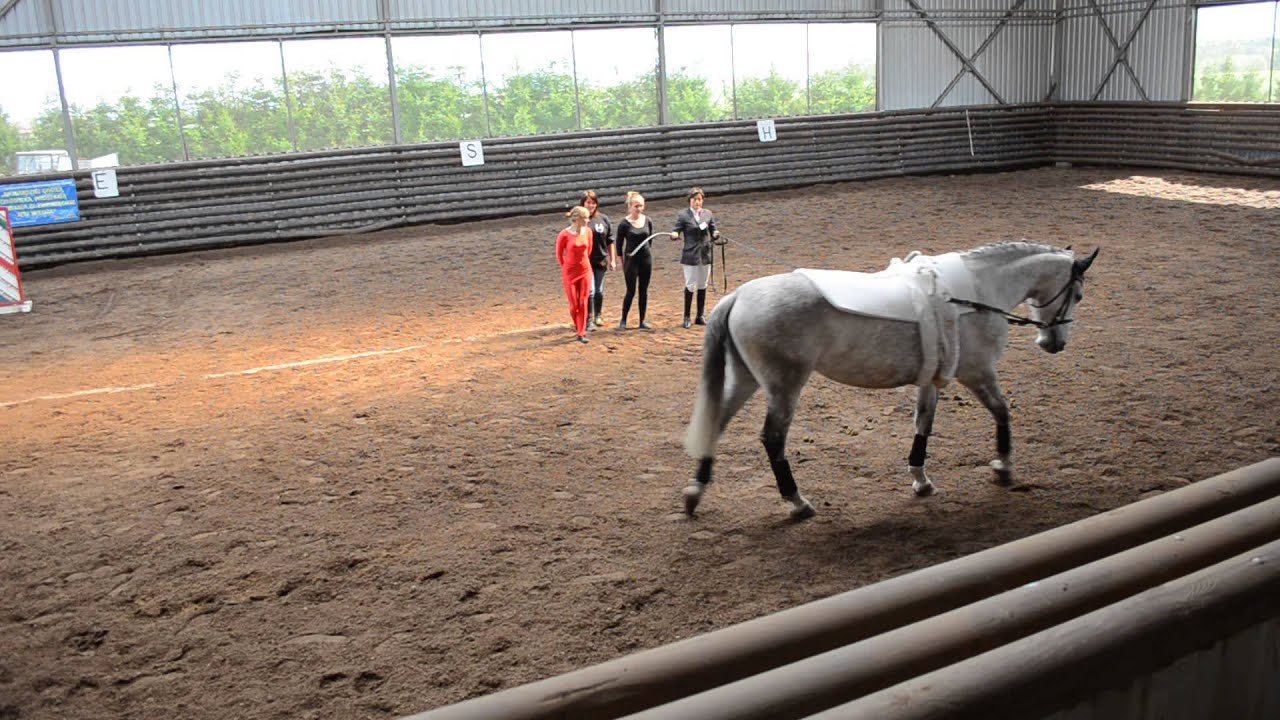 woltyżerka