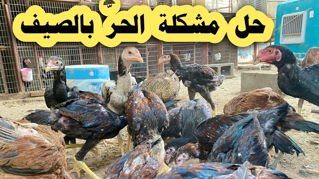 تربية الدجاج بالسطح والجو حار ☀️|محمية الدجاج الهراتي