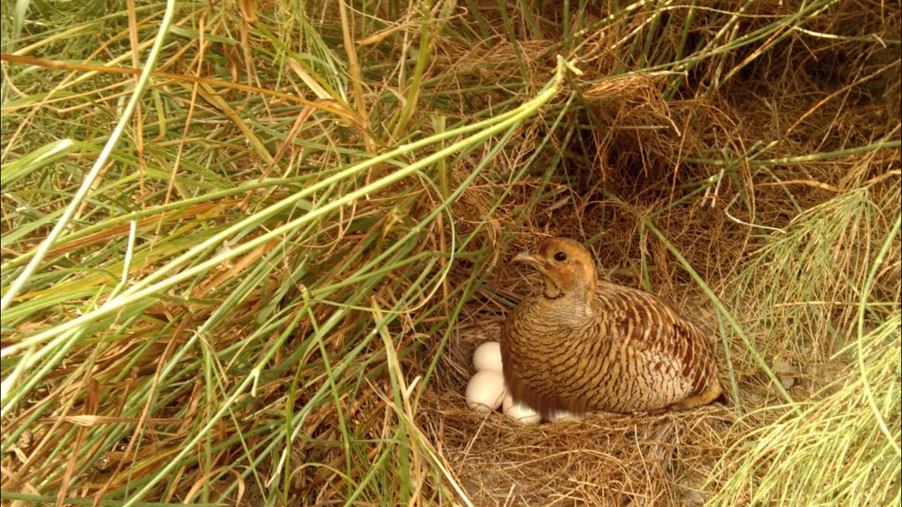 wild partridge eggs in forest/jungle teeter ky andy dany ki jga/jungle teeter ky eggs