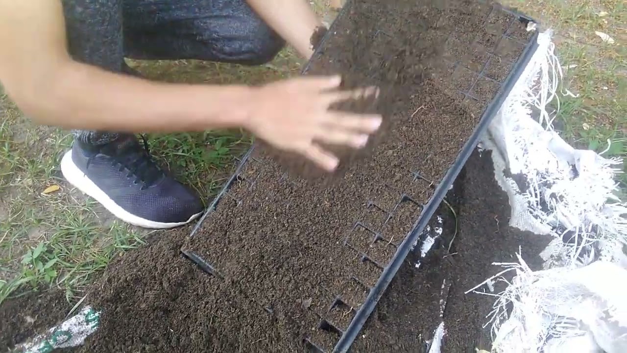 Llenado de bandejas: germinaci&oacute;n y desarrollo de semilleros de hortalizas