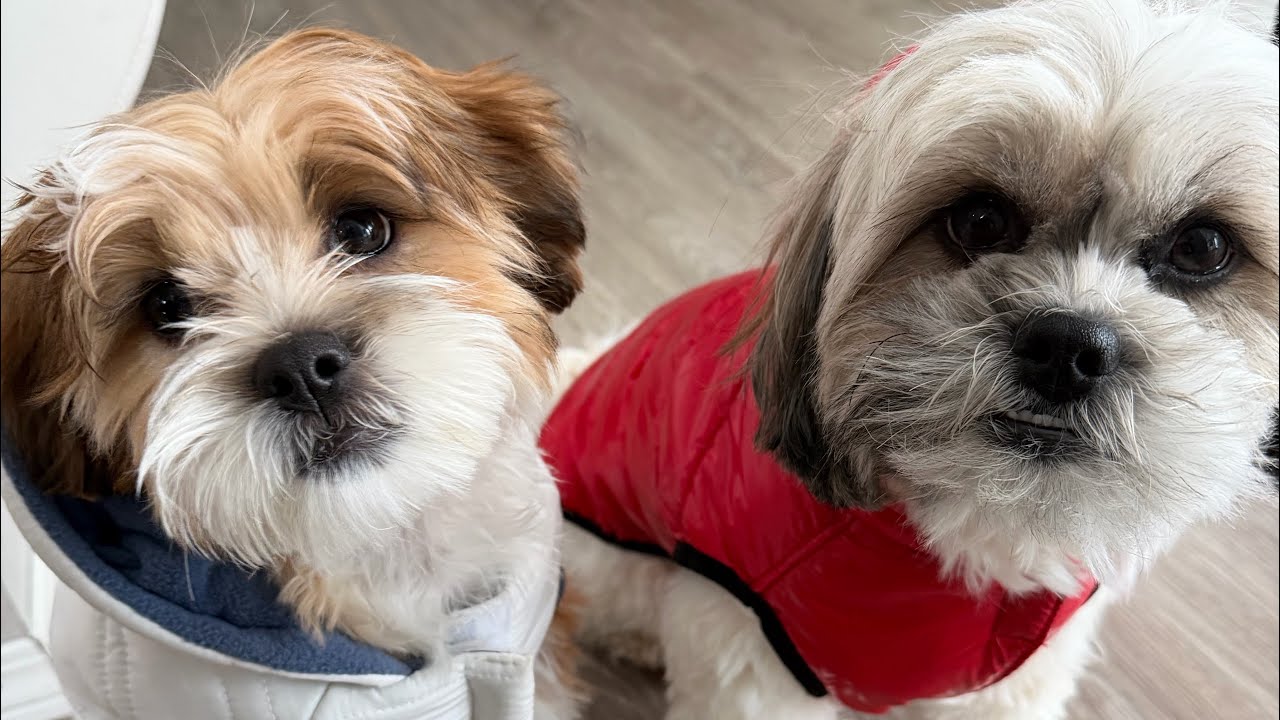 Mr.Tobyshihtzu is live!