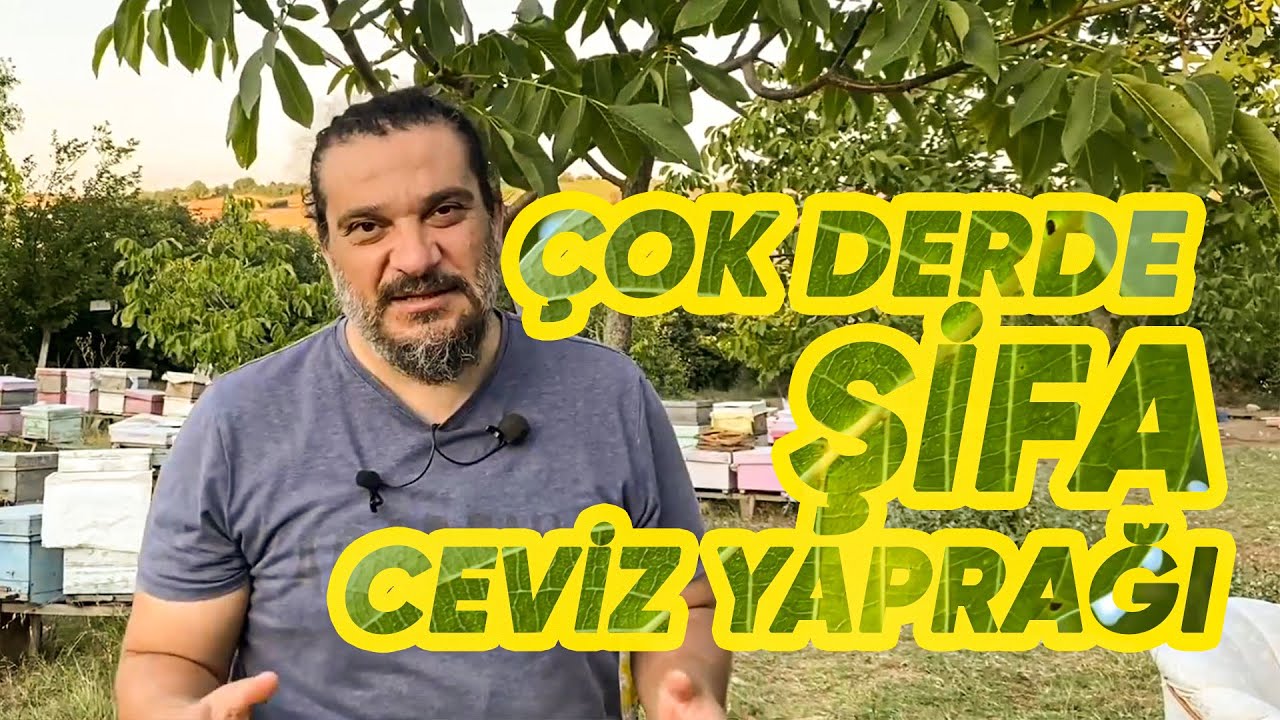 Ceviz Yaprağı Çok Derde Şifa! | Ceviz Yaprağının Faydaları.