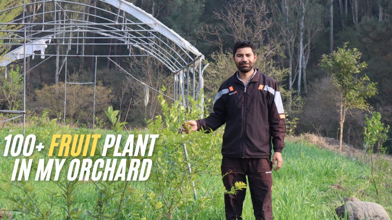 Mera Chhota sa बग़ीचा |  Orchard Journey Start