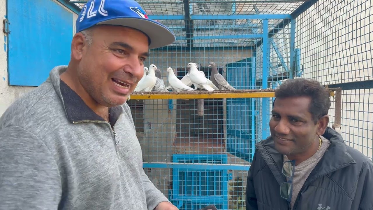 Pigeons for Zia Pigeon club Jabalpur MP || by babbu kainth || whatsapp- 8872117070 ||