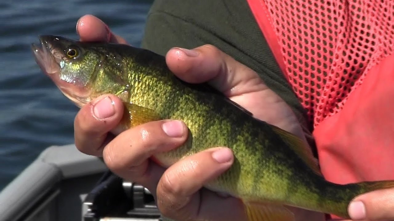 Perch Fishing in Western Washington