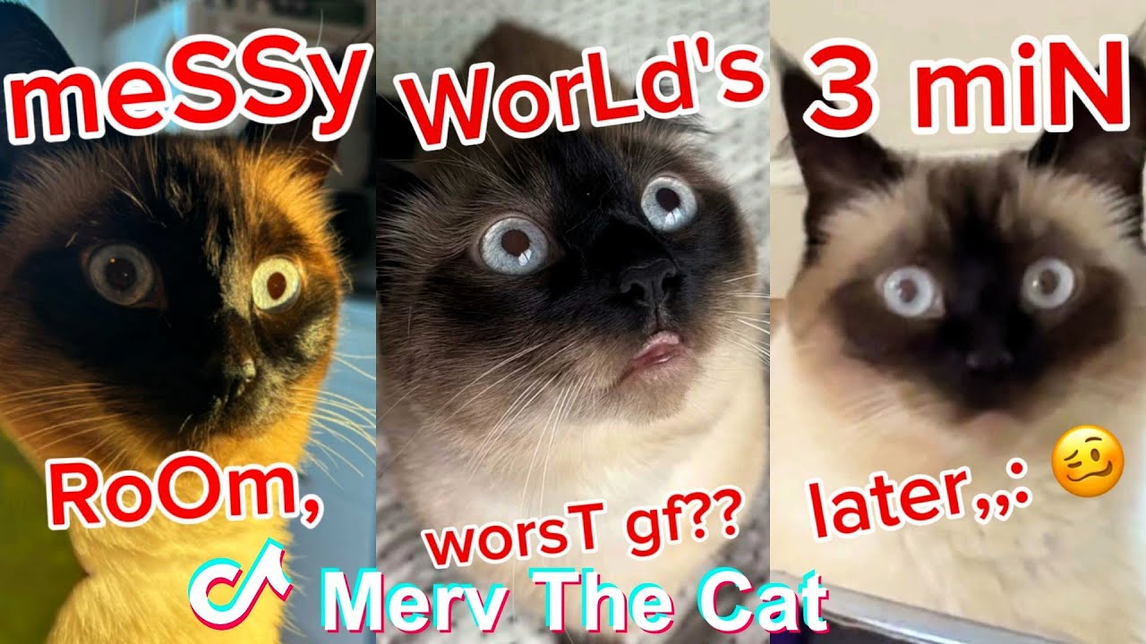 * NEW * Talking Cat Shorts Compilation | Merv The Cat Compilation 2025