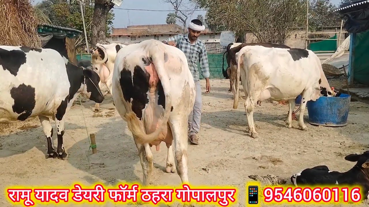 #रामू यादव डेयरी फॉर्म में 15 लीटर से 35 लीटर की गाय उपलब्ध#Ramu_Yadav_Dairy_Farm#Cow Milk