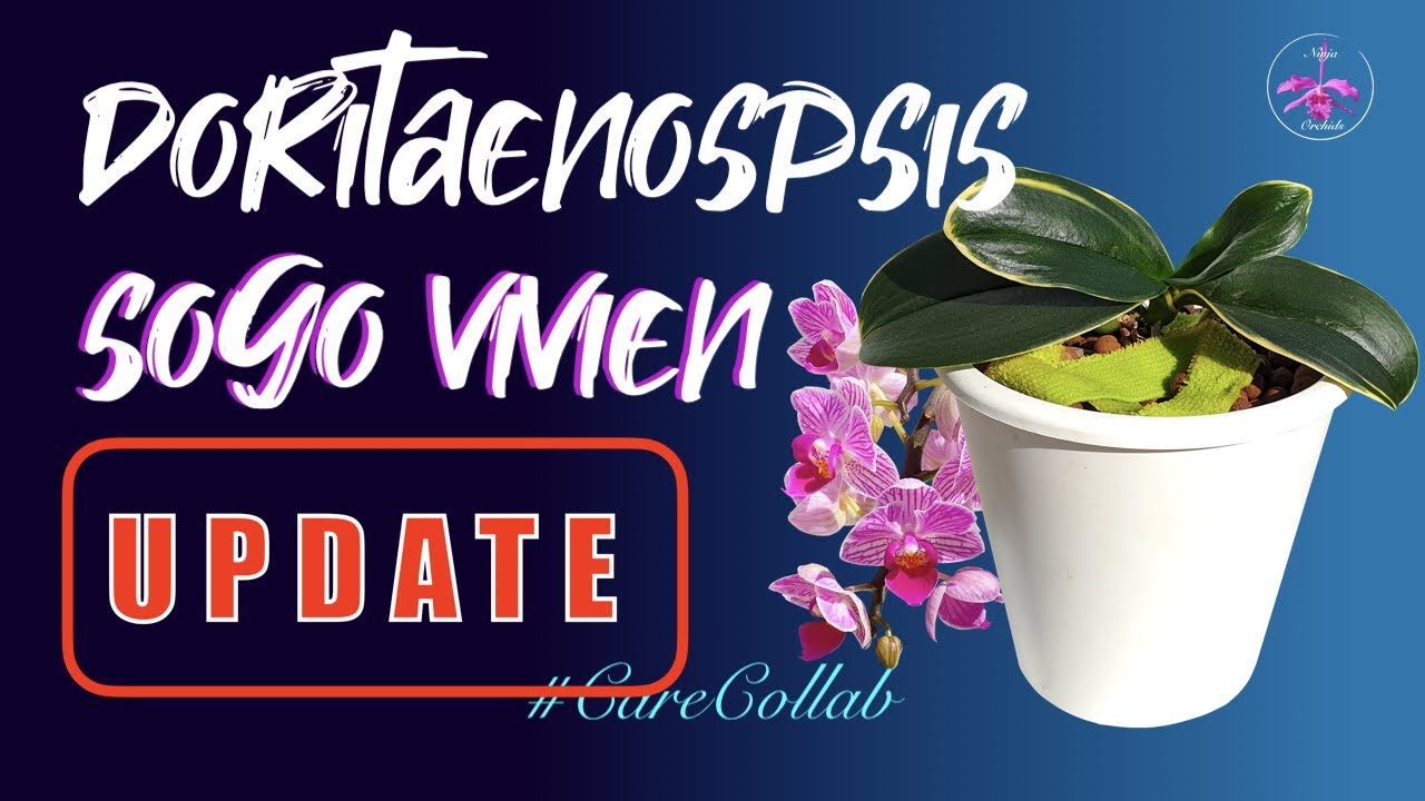 Doritaenopsis Sogo Vivien UPDATE | June '21 Scale | Status Report #CareCollab #ninjaorchids