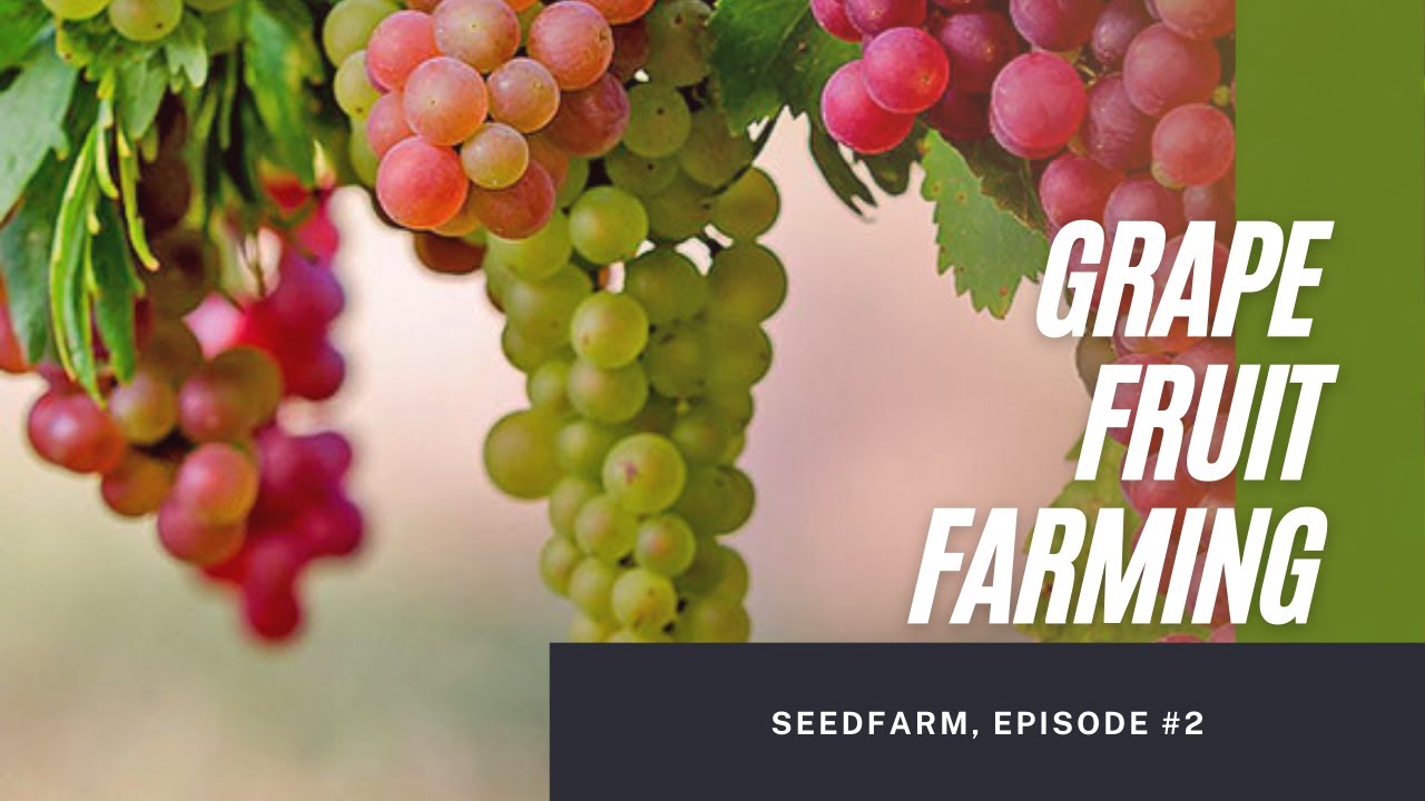 Planting and Growing Grapes