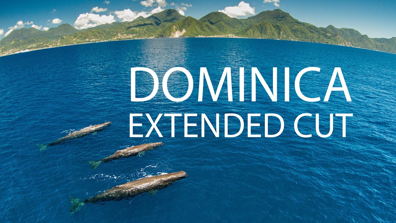 EXTENDED - Drone Footage of World's Largest Predator (and more)