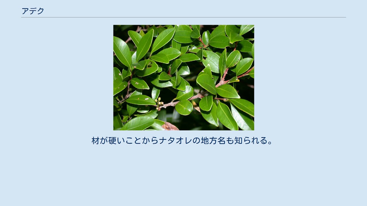 アデク