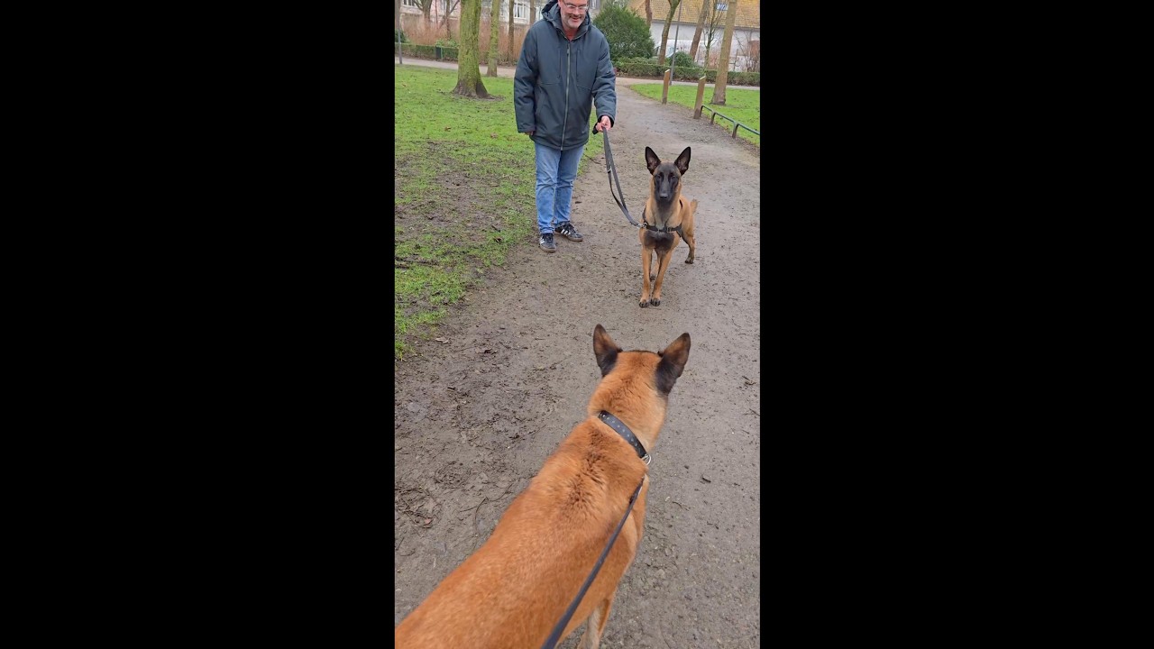 Bagarre Entre Chiens, deux Malinois, lors d'une s&eacute;ance d'&eacute;ducation canine, les explications..