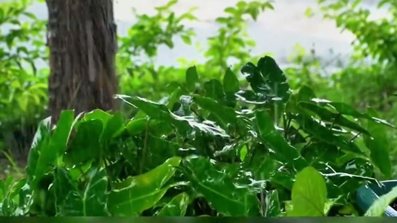 【White Noise】The sound of rain on green plants makes you fall asleep. #rainsounds #asmr #relaxing