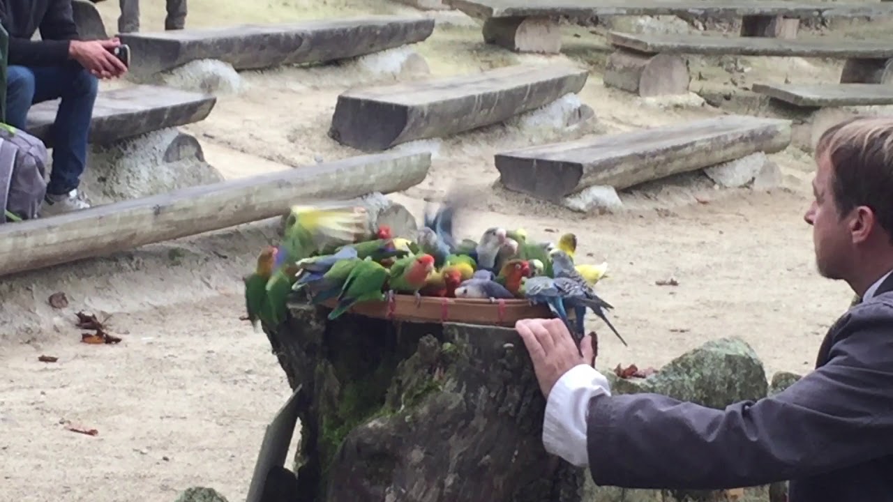 Tropical Parc - Spectacle des oiseaux