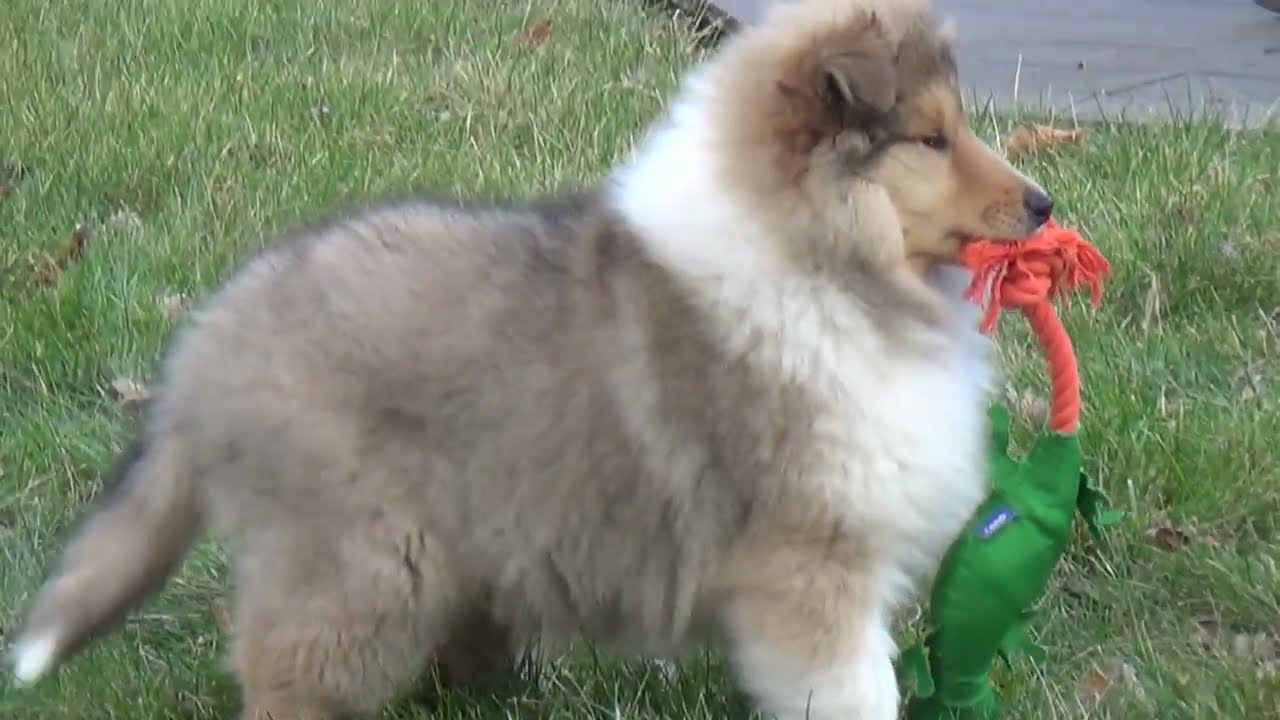 Rough collie puppy, male 10 weeks old.