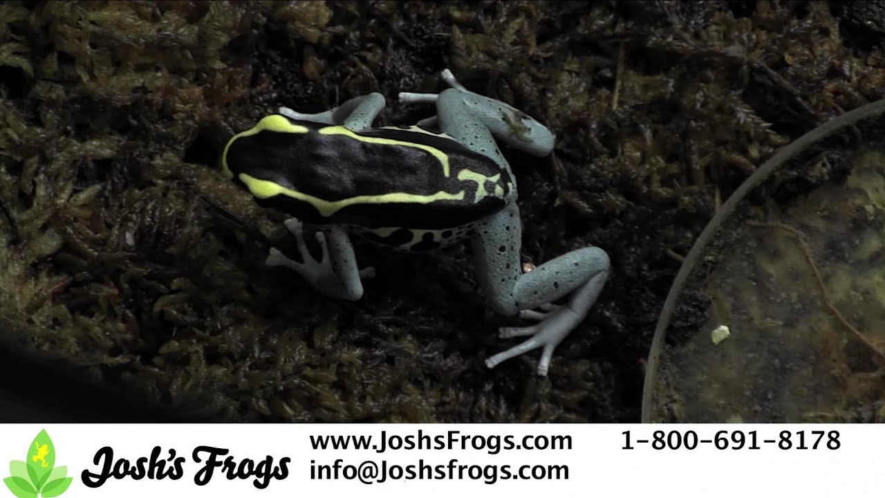 5 Tips for Breeding Dart Frogs