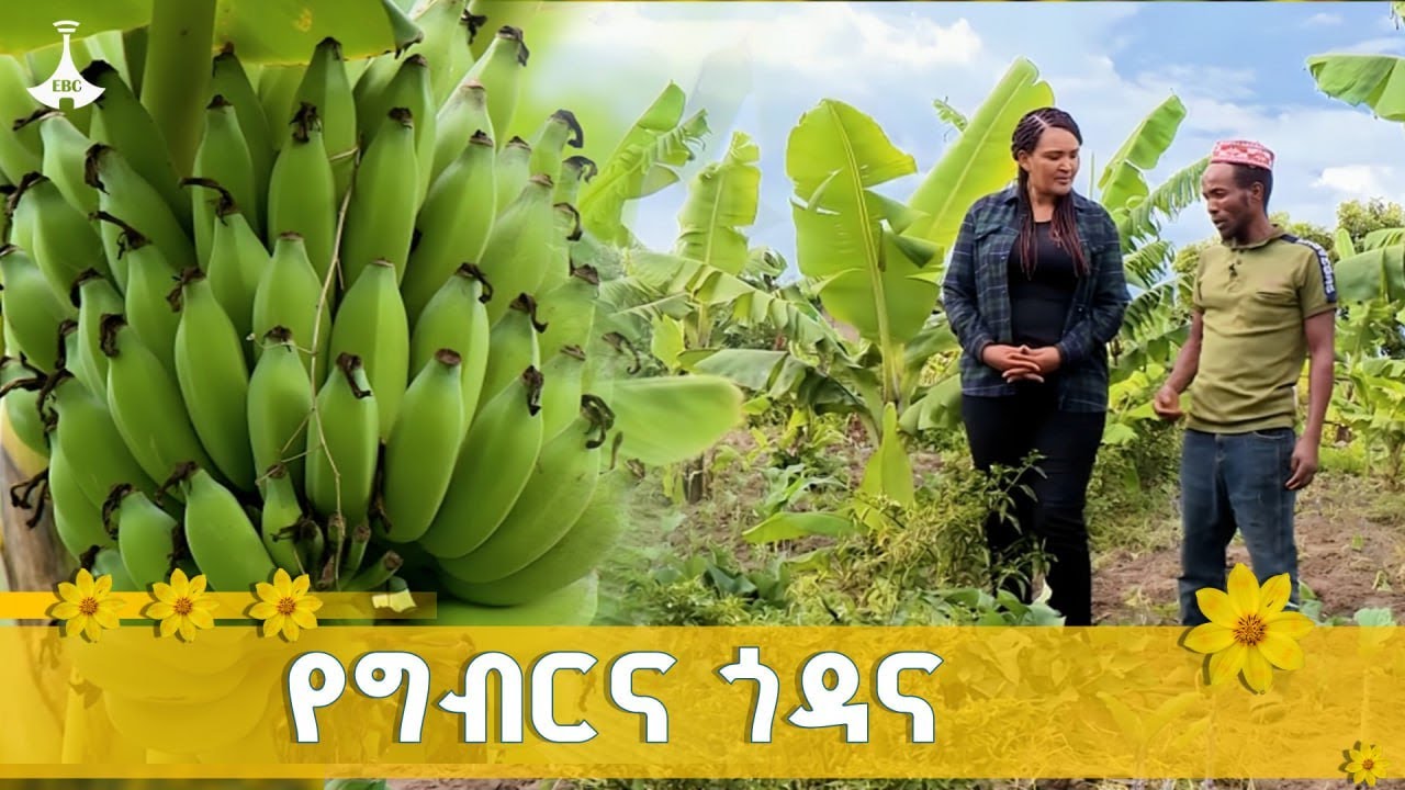 ወደ ገጠር-  የግብርና ጎዳና