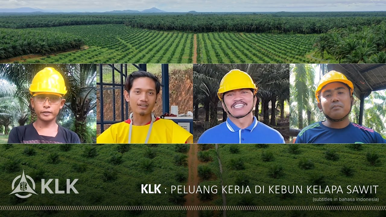 Peluang Kerja di Kebun Kelapa Sawit KLK